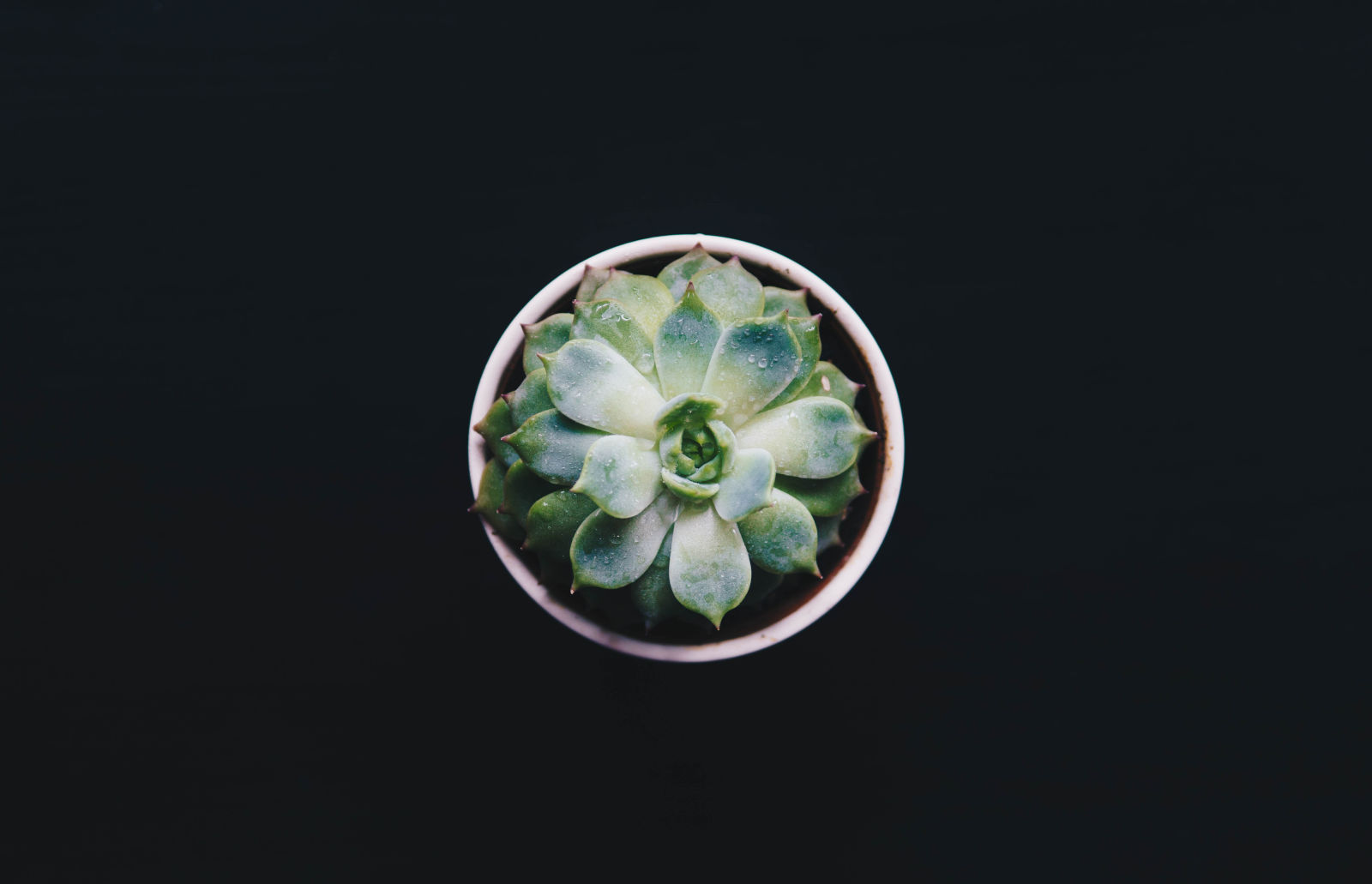 Minimalism and beauty of succulent (it also feels like fractal)